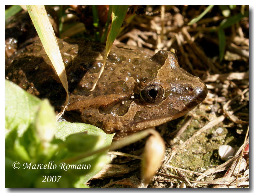 Incontro con il discoglosso dipinto (Discoglossus pictus)